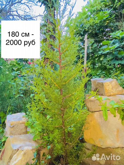 Кипарис крымский