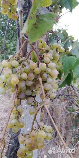 Винный виноград