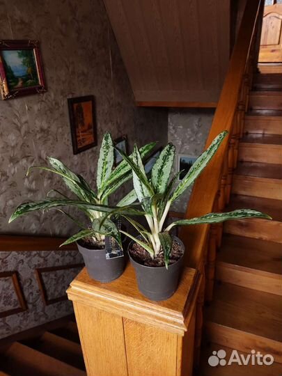 Аглаонема брызги шампанского