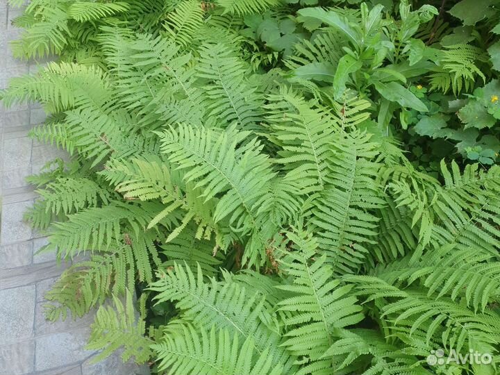 Папоротник садовый