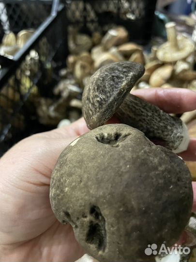 Грибы подберезовики