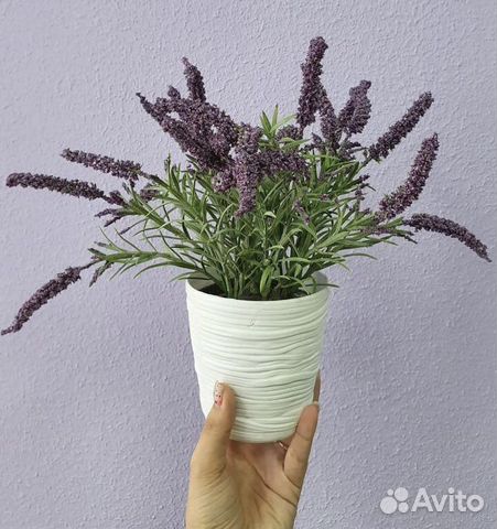 Декоративные цветы в горшках