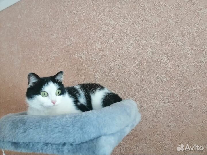 Японский бобтейл