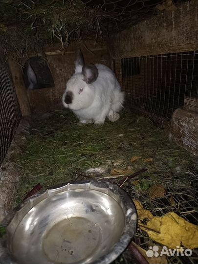 Продам крольчих 3 шт и крола осеменителя 1 шт