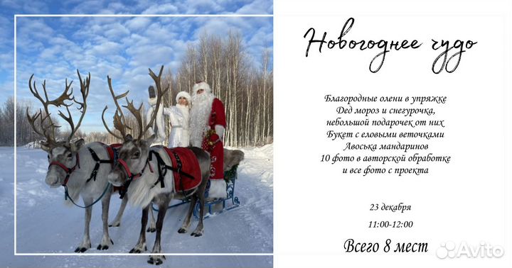 Фотосессия с настоящими оленями и дедом морозом