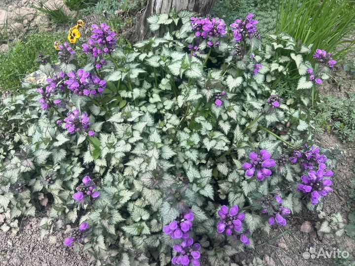 Неприхотливые многолетники для вашего сада