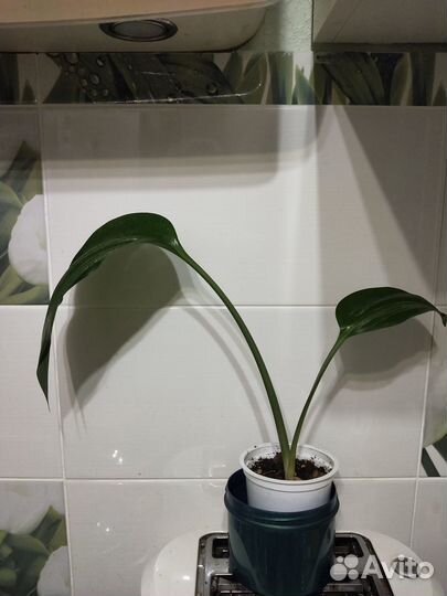 Эухарис амазонская лилия