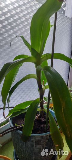 Золотой ус в горшке