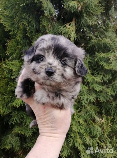 Красавчики