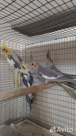 Попугай корелла