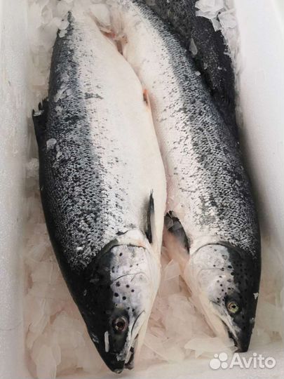 Лосось охлажденный. Атлантика