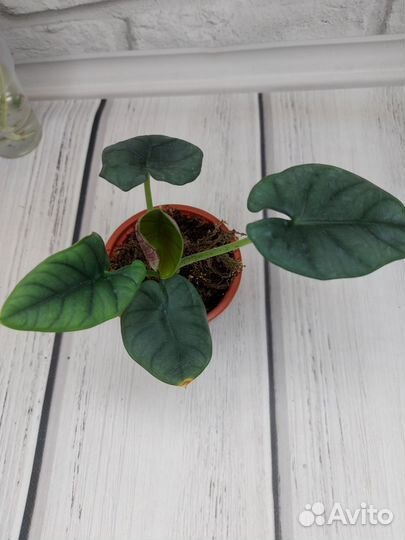 Сциндапсус майяри, алоказия небула, и др