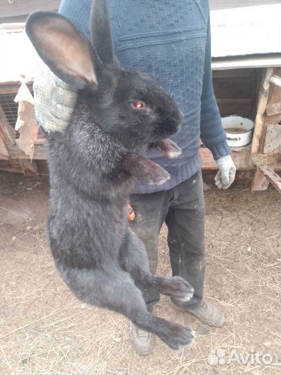 Кролы рабочие