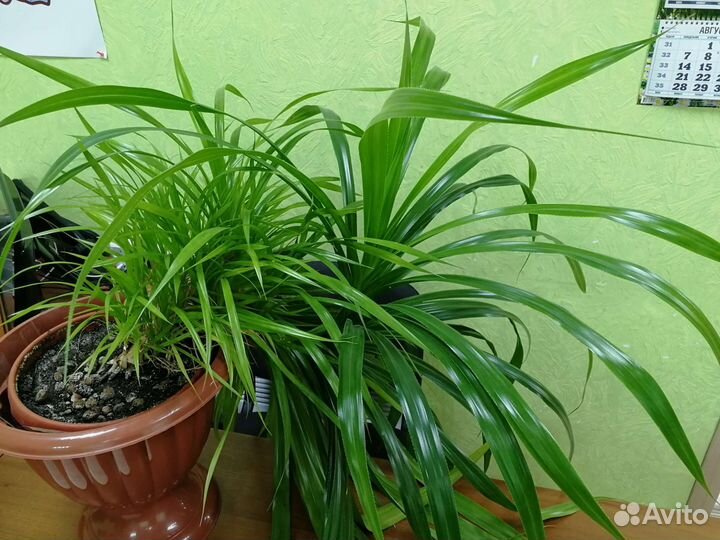 Комнатные цветы панданус