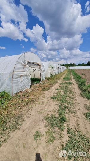 Саженцы клубники