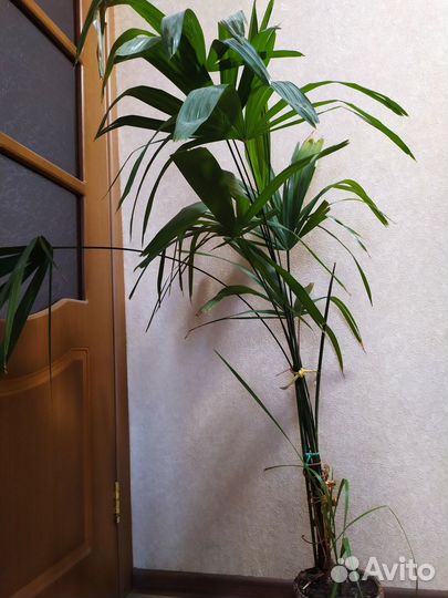 Пальма Ховея