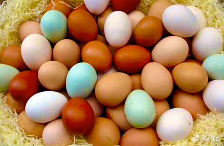 Курочки молодки, несушки