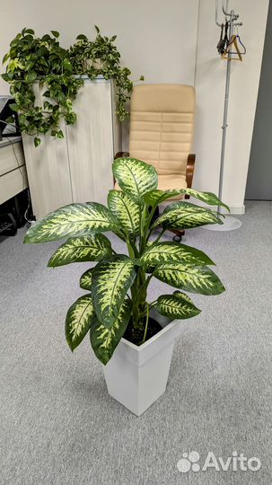 Диффенбахия Тропик сноу