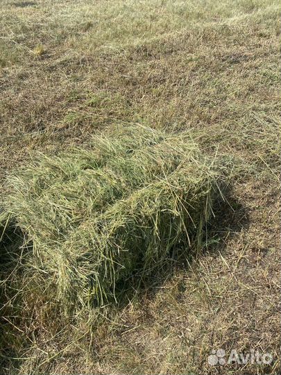 Сено в тюках