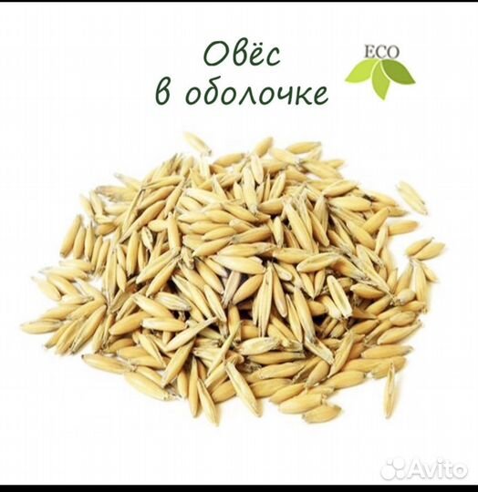 Пшеница овес