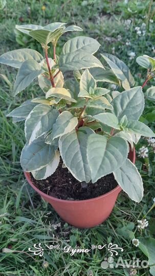 Черенки фуксий