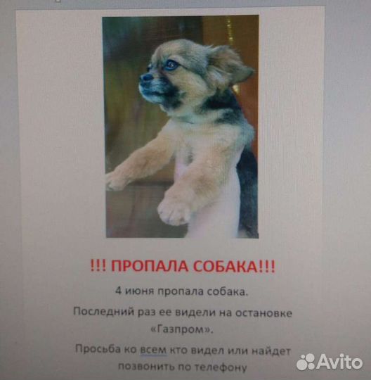 Маленькая собака