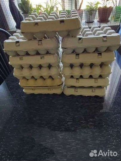 Ячейки для перепелиных яиц