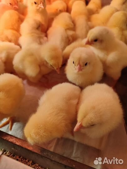 Цыплята