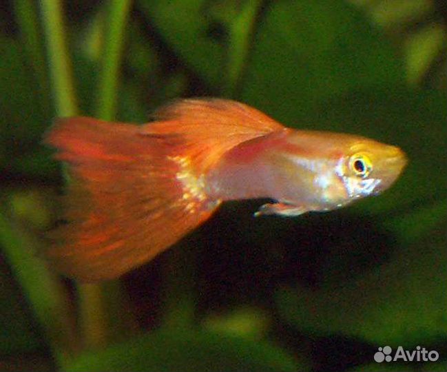 Аквариумные рыбки гуппи