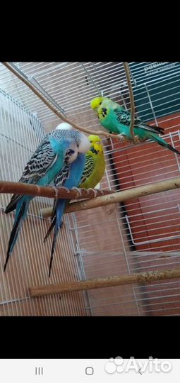 Попугаи ввп чехи