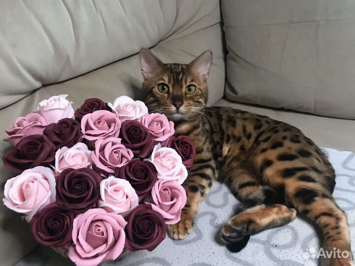 Бенгальский кот вязка