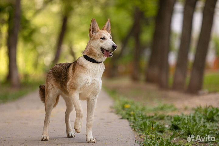 Люкс в добрые руки