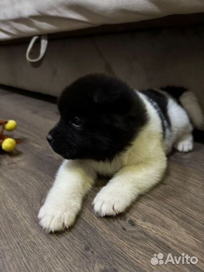 Щенки американской акиты