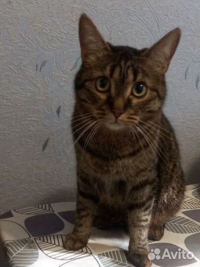 Метисы сибирско шотланские в добрые руки 4 шт