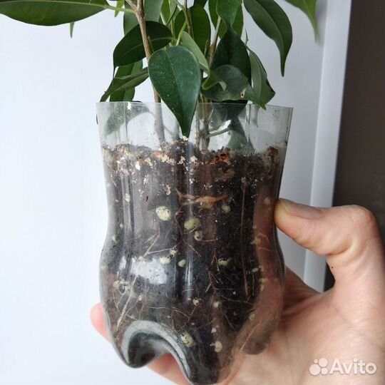 Фикус бенджамина