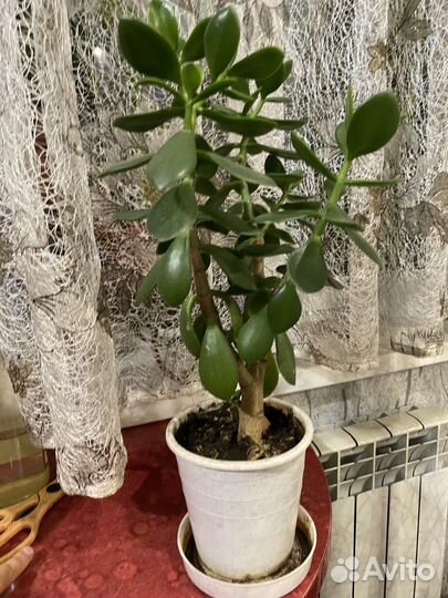 Денежное дерево