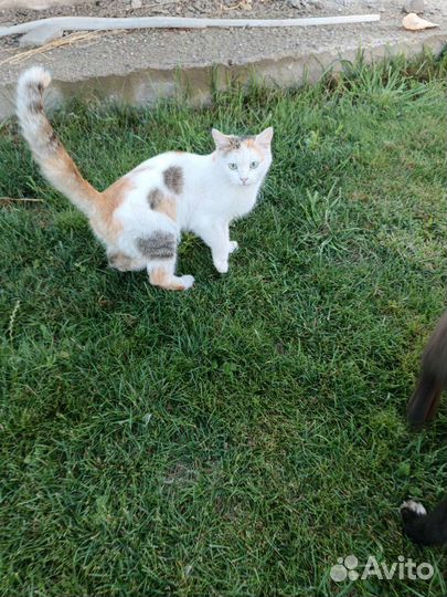 Трехцветная кошечка