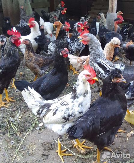 Молодые петушки