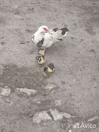 Утки с утятами