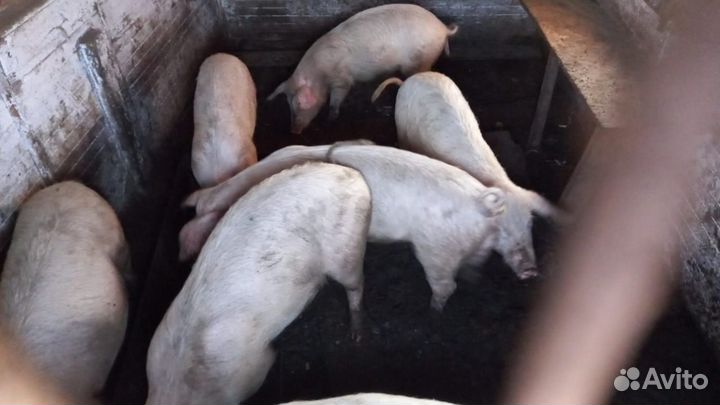 Поросенок ландрас