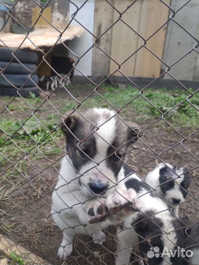 Щенки алабая