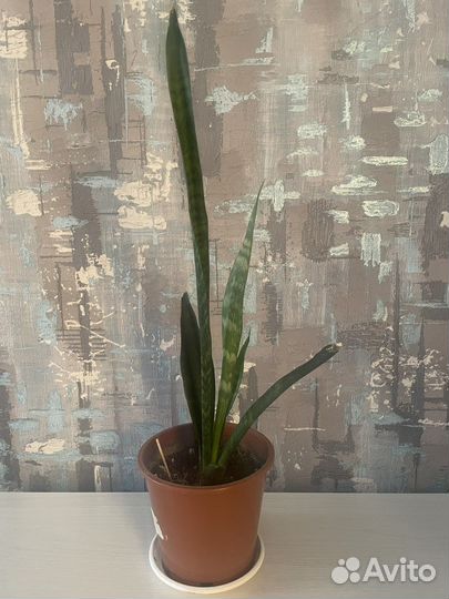 Цветы разные