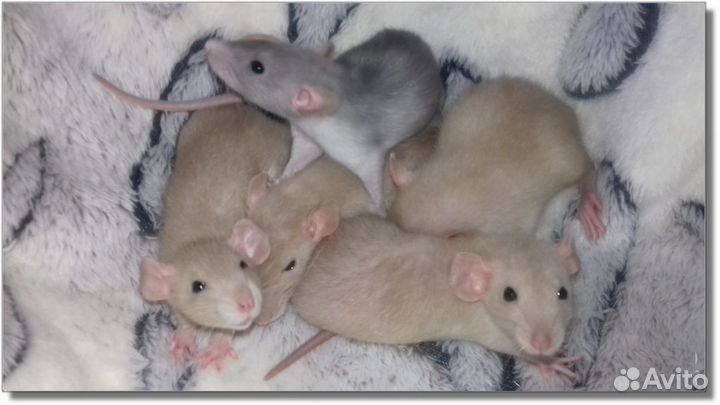 Крысята Дамбо. Крысы рыжего окраса и другие