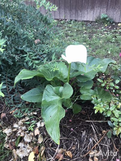 Калла эфиопская