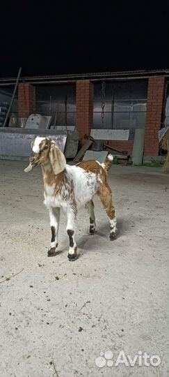 Коза и козлёнок англо-нубийская пород