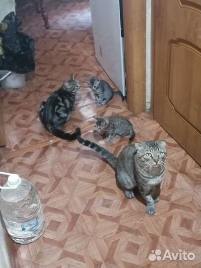 Продам мать шатланка, отец вислаухий британец