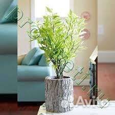 Педилантус