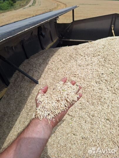Семена овса (зимующего, Элита)
