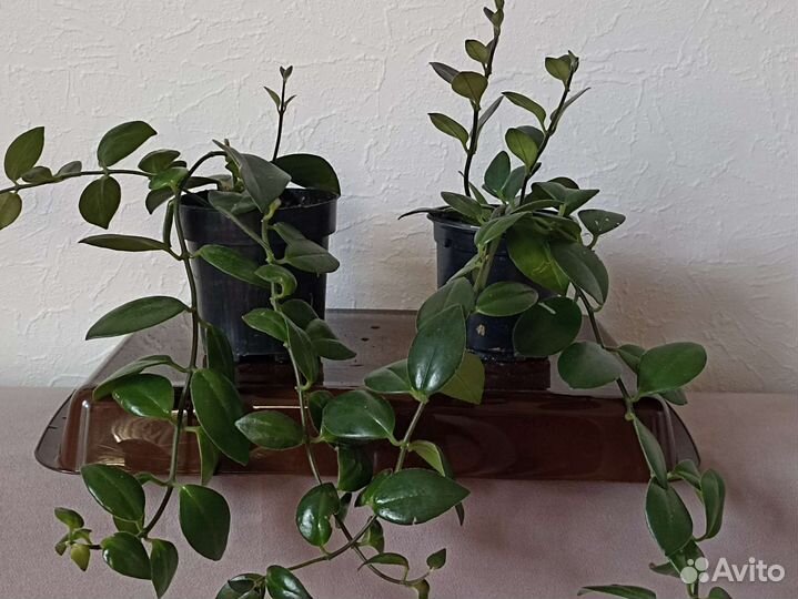 Спатифиллум