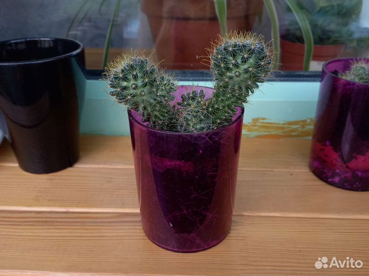 Кактус и Бенджамина